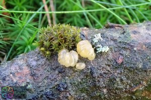 Tremella encephala